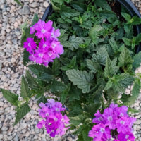 Superbena Violet Ice