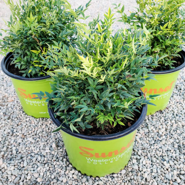 Lemon-Lime Heavenly Bamboo