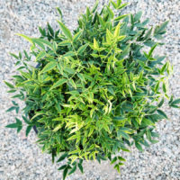 Lemon-Lime Heavenly Bamboo