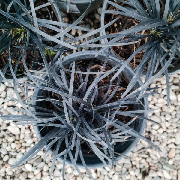 Black Mondo Grass