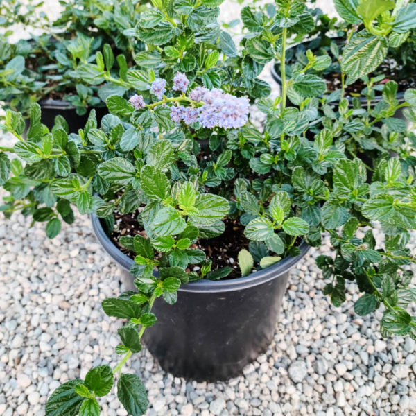 Yankee Point Ceanothus