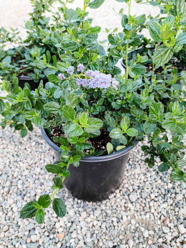 Yankee Point Ceanothus