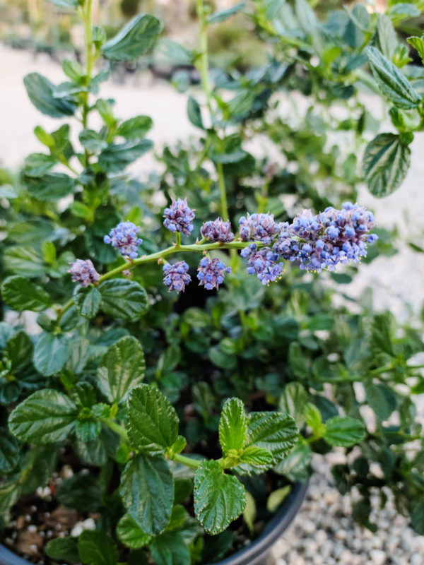 Yankee Point Ceanothus