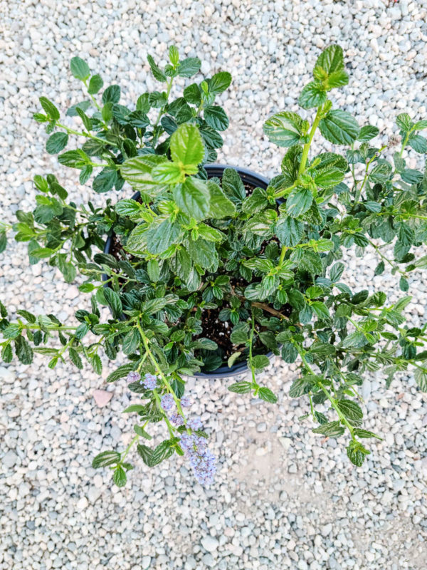 Yankee Point Ceanothus