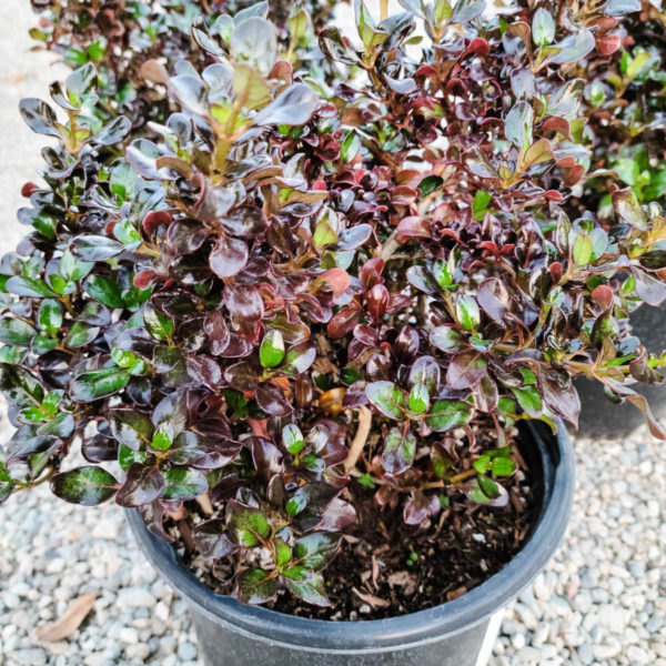 Karo Red Mirror Plant