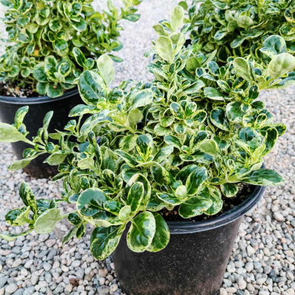 Variegated Mirror Plant