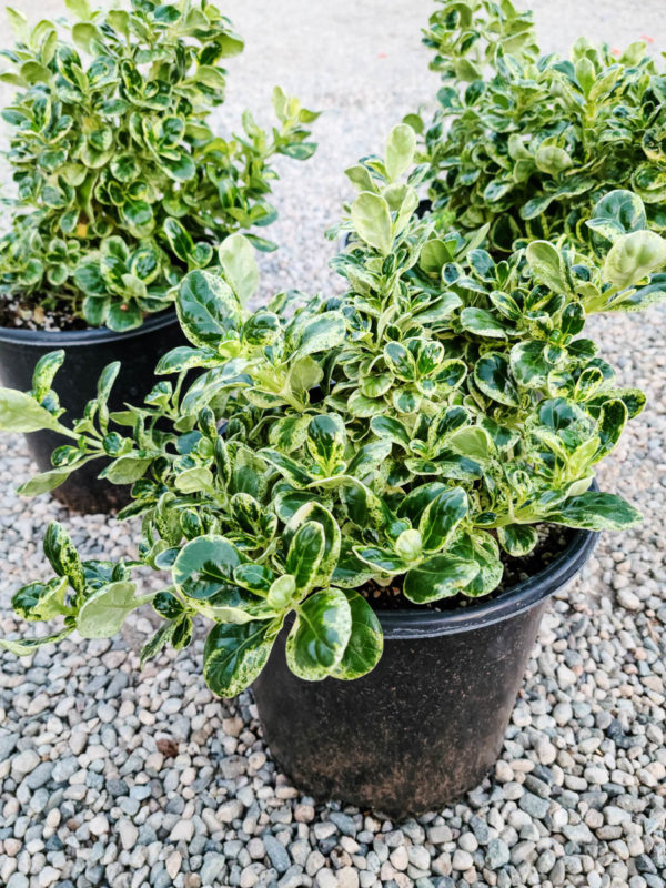 Variegated Mirror Plant