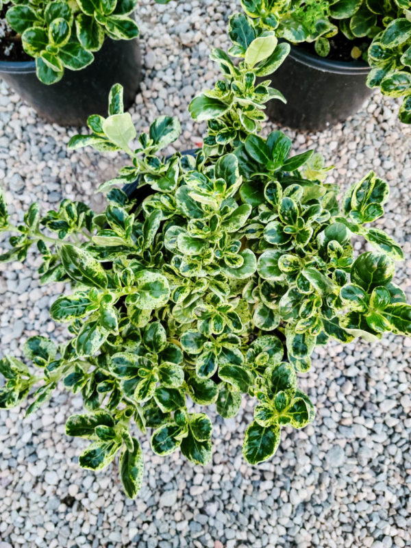 Variegated Mirror Plant