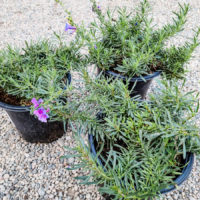 Foothill Beardtongue