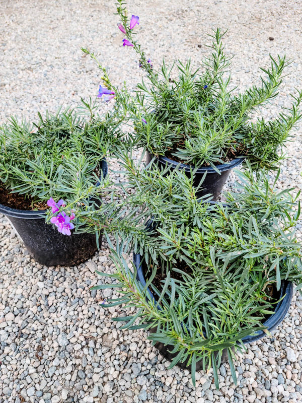 Foothill Beardtongue