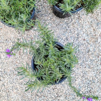 Foothill Beardtongue