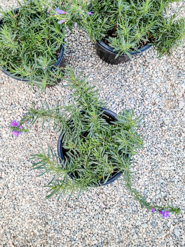 Foothill Beardtongue