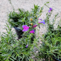 Foothill Beardtongue
