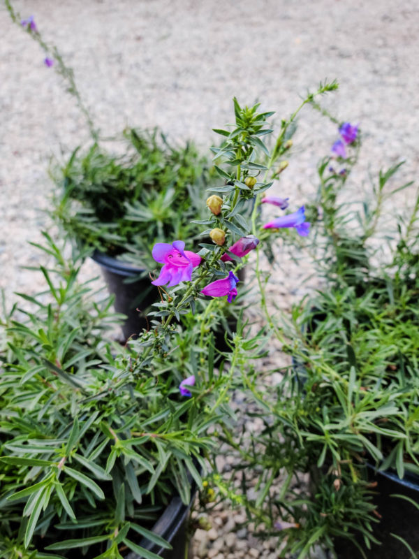 Foothill Beardtongue