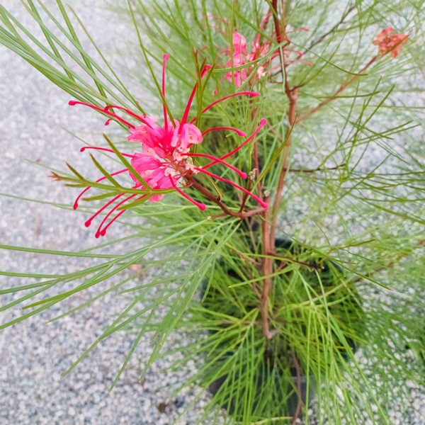 Long John Grevillea