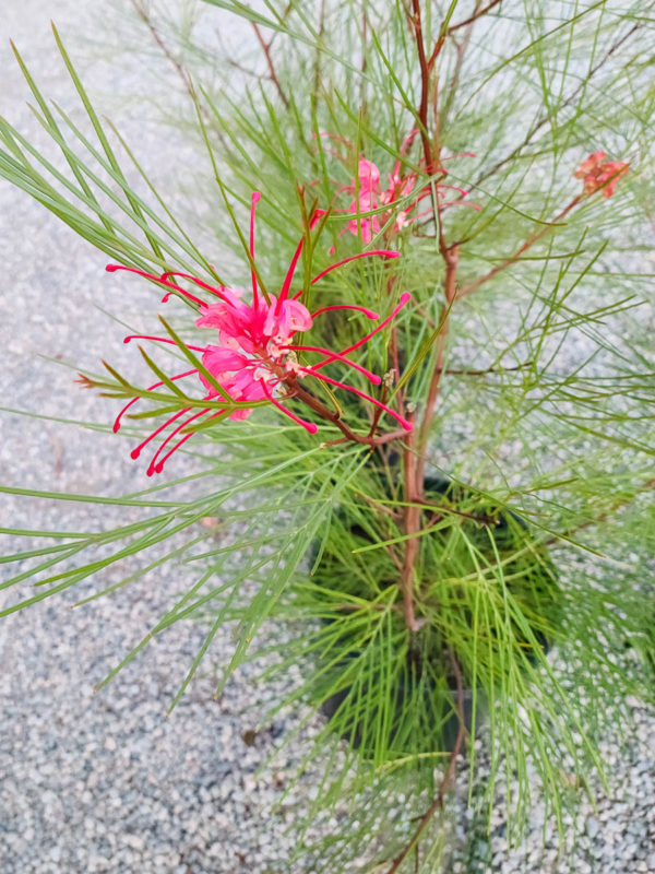 Long John Grevillea