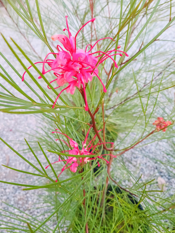 Long John Grevillea