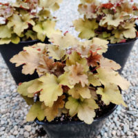 Marmalade Coral Bells