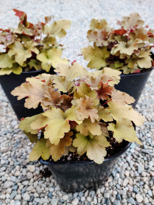 Marmalade Coral Bells