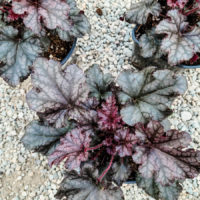 Berry Marmalade Coral Bells