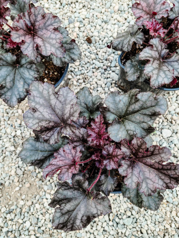 Berry Marmalade Coral Bells