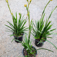 Bush Gold Kangaroo Paw