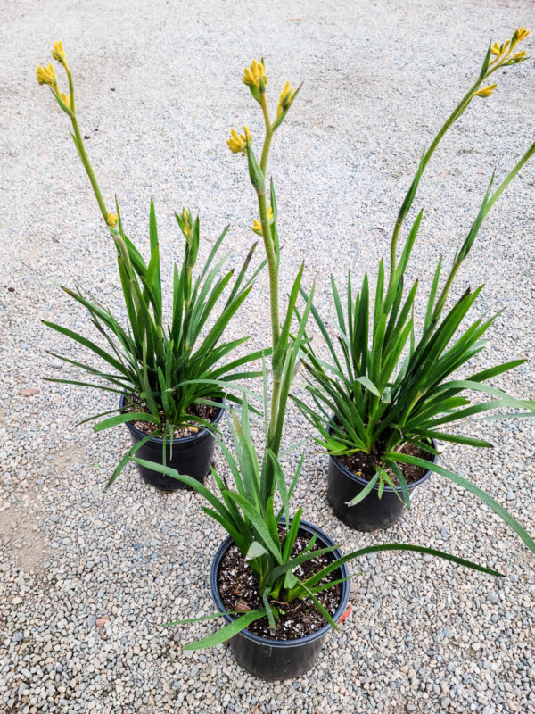 Bush Gold Kangaroo Paw