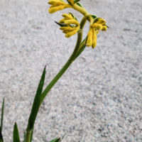 Bush Gold Kangaroo Paw
