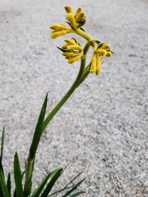 Bush Gold Kangaroo Paw