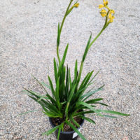Bush Gold Kangaroo Paw