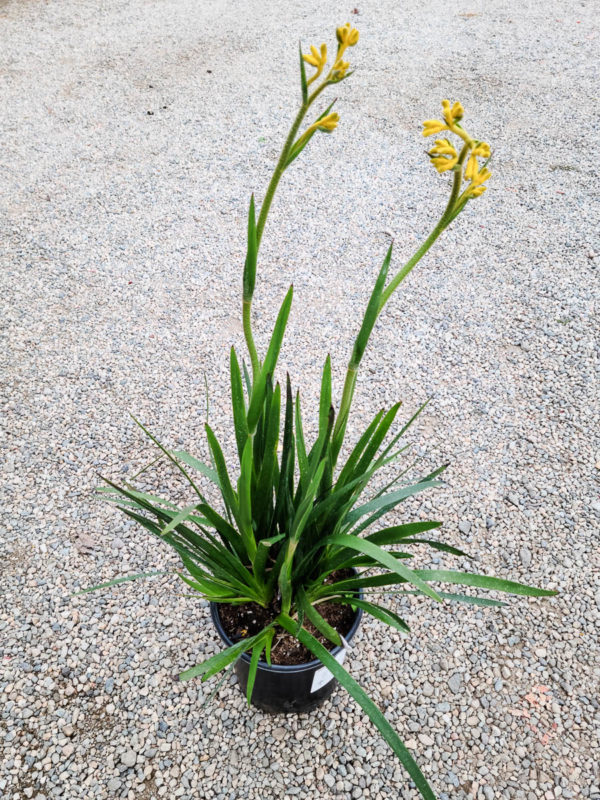 Bush Gold Kangaroo Paw