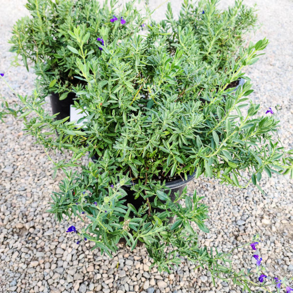 Nuevo Leon Purple Autumn Sage