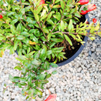 Dwarf Pomegranate