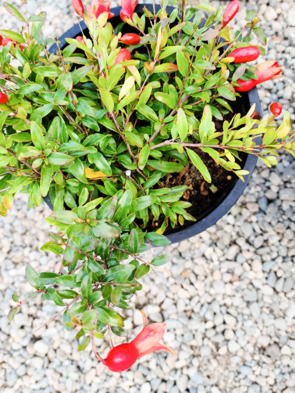 Dwarf Pomegranate