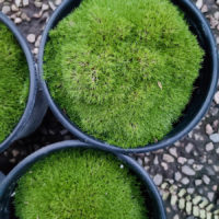 Australian Astroturf