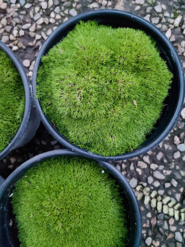 Australian Astroturf