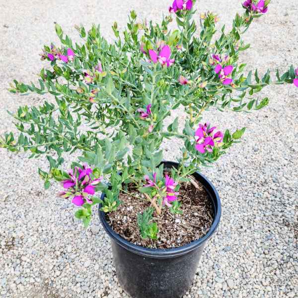 Sweet Pea Shrub