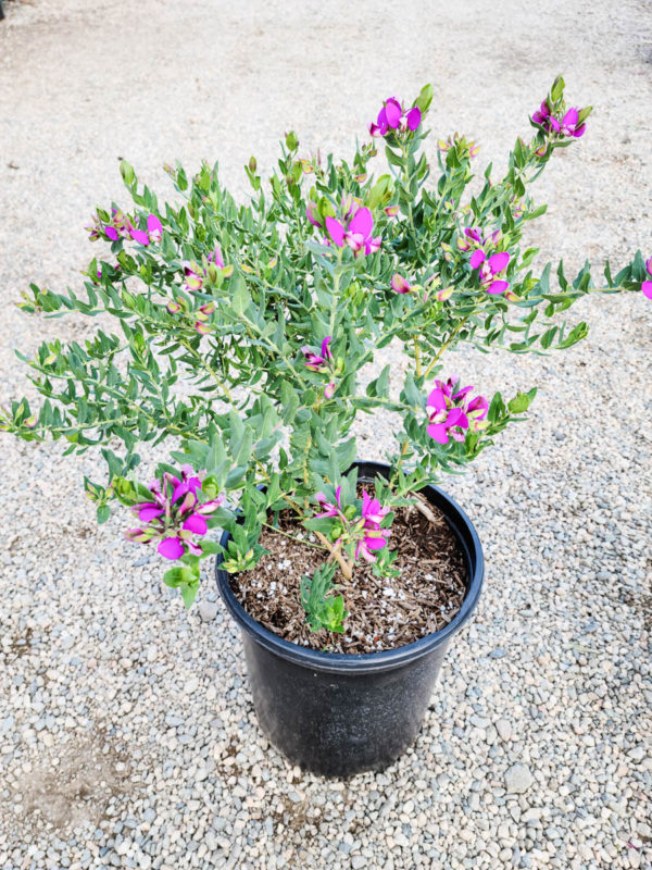 Sweet Pea Shrub