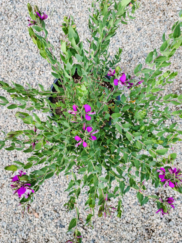 Sweet Pea Shrub