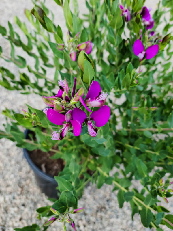 Sweet Pea Shrub