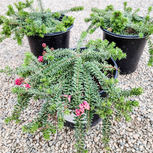 Mt. Tamboritha Grevillea