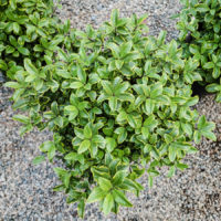 Diamond Pittosporum