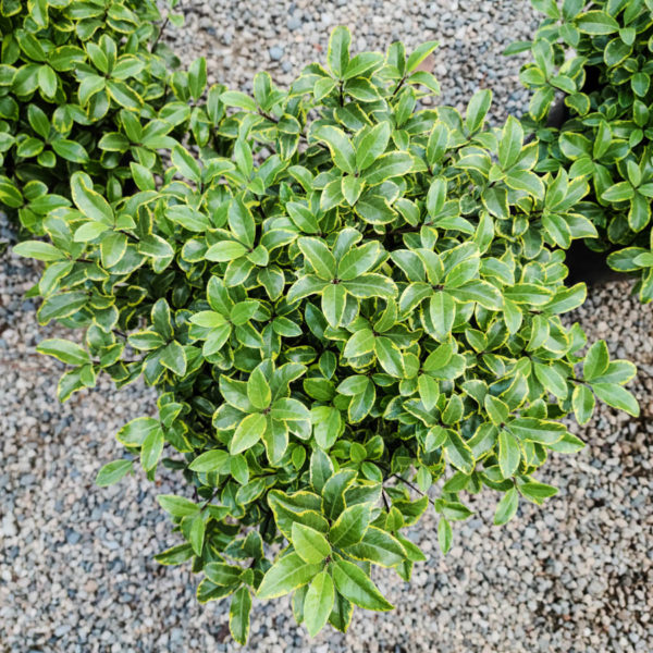 Diamond Pittosporum