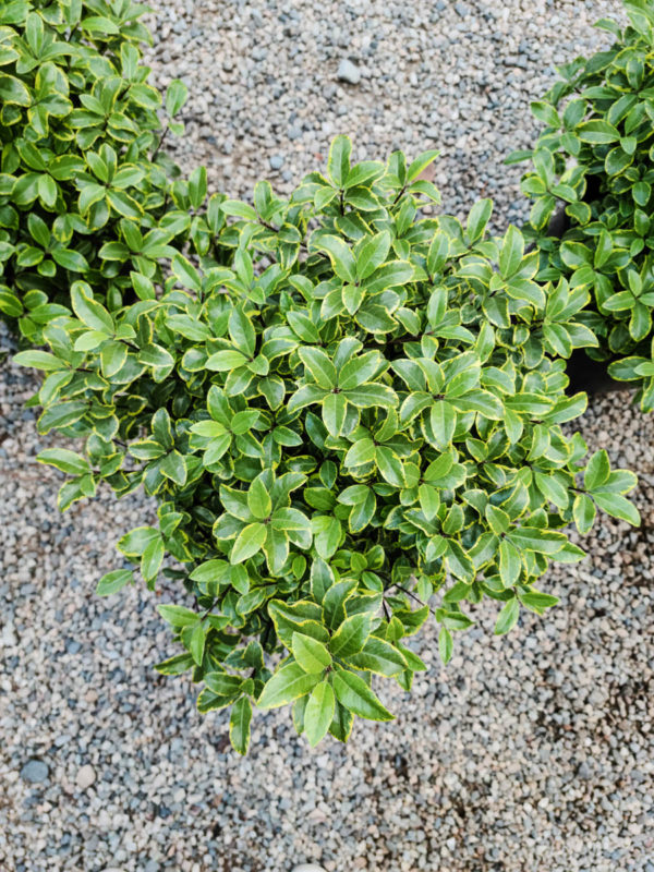 Diamond Pittosporum