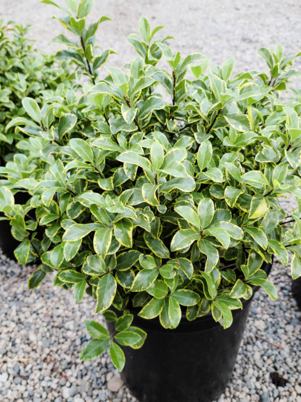 Diamond Pittosporum