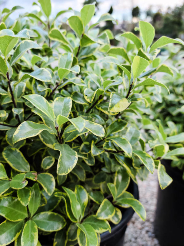 Diamond Pittosporum