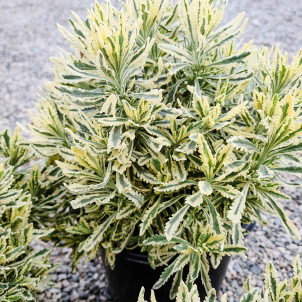 Variegated Allard’s Lavender