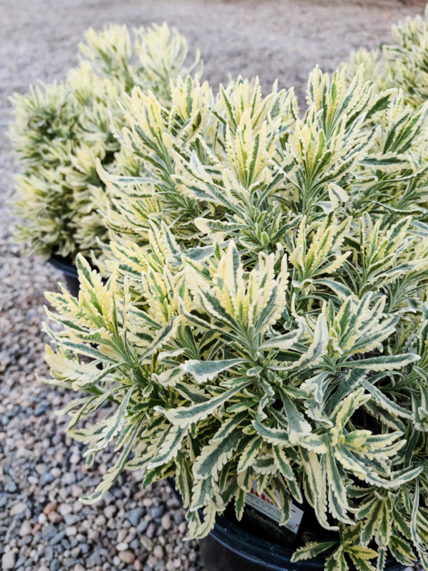 Variegated Allard’s Lavender