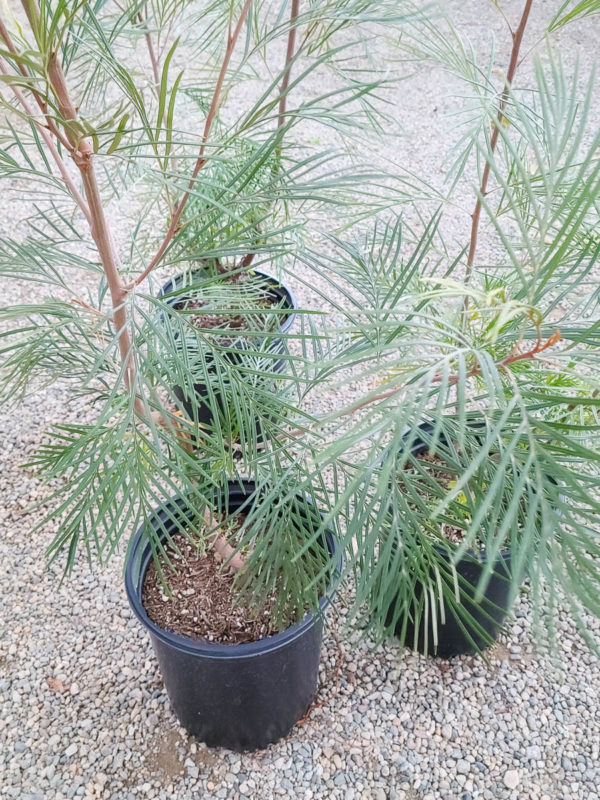 Moonlight Grevillea