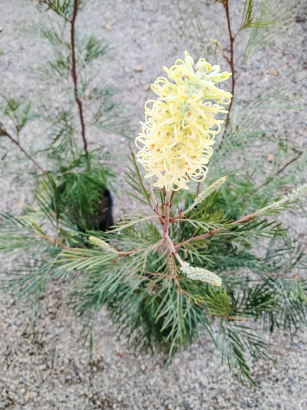 Moonlight Grevillea